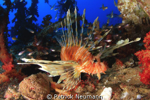 lionish @ sutil wreck by Patrick Neumann 